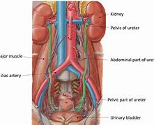 Image result for Ureter PARS Abdominalis