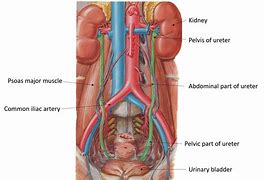 Image result for Abdominal Ureter