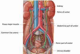 Image result for Ureter Segments