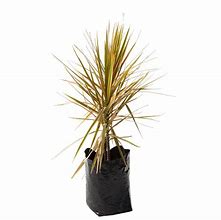 Image result for Dracena Multi