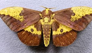 Image result for Florida Brown Moth