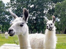 Image result for Farm Animals Lama