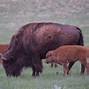 Image result for Coyotes Bison