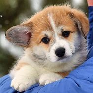 Image result for Adorable Baby Corgi