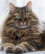 Image result for Macro TabbyCat