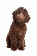 Image result for Labradoodle