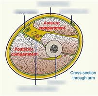 Image result for Human Body Septum