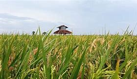 Image result for Sawah Padi Kampung