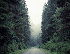 Image result for Thick Forest Dnd