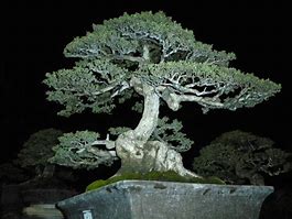 Image result for Bonsai at Night