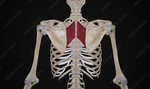 Image result for Left Rhomboid Muscle