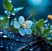 Image result for Pic of Rain