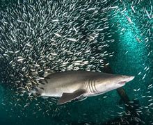 Image result for Feeding Sharks in Aquarium