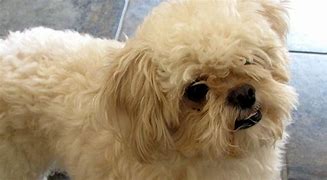 Image result for Pekingese Poodle Mix