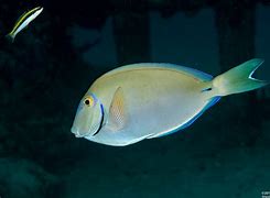 Image result for Acanthurus Blochii