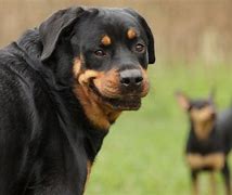 Image result for Pair of Smiling Dogs