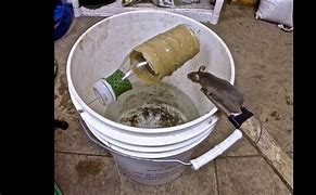 Image result for Effective Mouse Traps