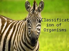 Image result for Different Organisms