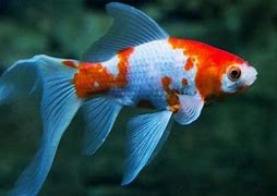 Image result for ikan komet biru