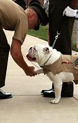 Image result for Military War Dogs