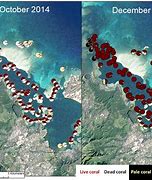 Image result for Coral Bleaching Hawaii