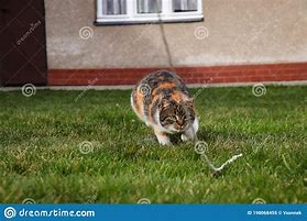 Image result for Cat Chases String