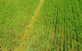 Image result for Rice Paddy Reflection