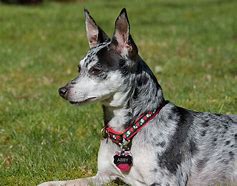 Image result for Black Rat Terrier