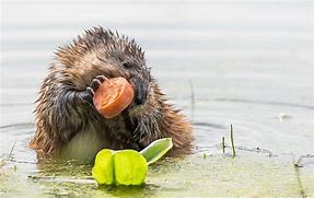 Image result for Muskrat Wallpaper