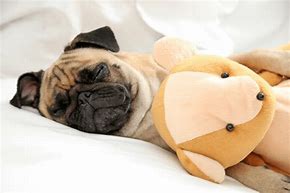 Image result for Baby Pugs Sleeping