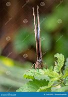 Image result for Butterfly with Wings Closed