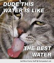 Image result for Funny Drink More Water