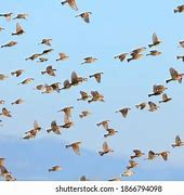 Image result for Flock of Sparrows