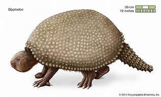 Image result for Glyptodon Scutes