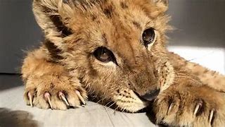 Image result for Starved Lion