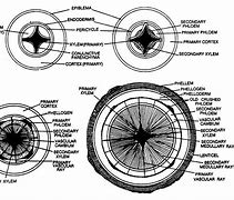 Image result for Vascular Cambium