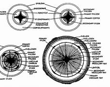 Image result for Vascular Cambium Old Stem