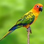 Image result for Conure Bird Pic