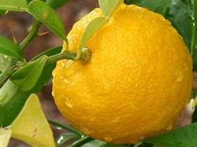 Image result for Citrus Limetta