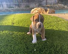 Image result for AKC Boxer Puppies