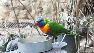 Image result for Lorie's Bird