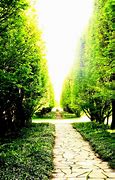 Image result for Paved Path Tree