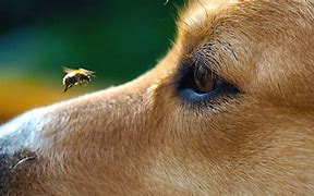 Image result for Dog Stung by Bee vs Cat