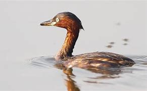 Image result for Little Grebe