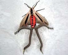 Image result for Creatonotos Gangis Moth