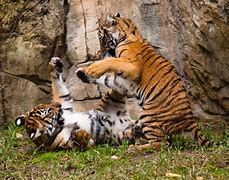 Image result for Baby Malayan Tiger Cubs