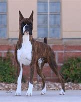 Image result for AKC Boxer Puppies