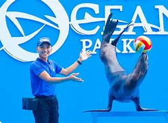 Image result for Sea Lion Show in Manila Ocean Park