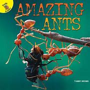 Image result for Amazing Ants