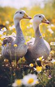 Image result for Goose Night